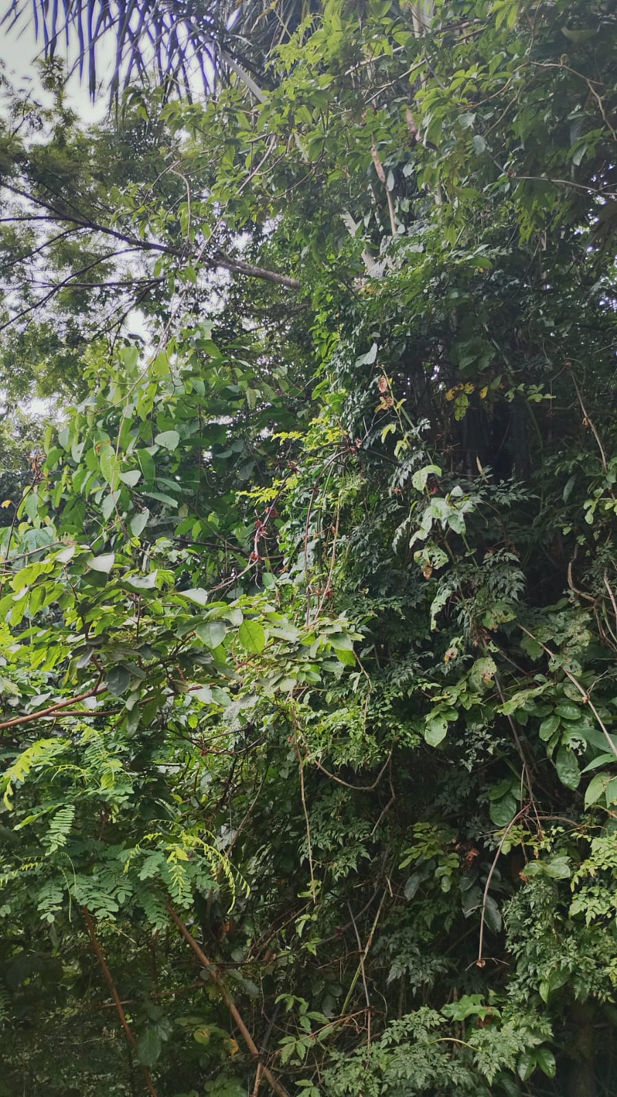 Registro fotográfico do acervo: vegetação densa e árvores